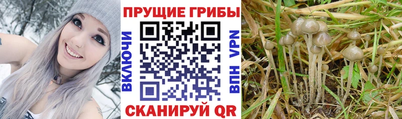 ОМГ ОМГ tor цены наркотик Называевск Галлюциногенные грибы Psilocybine cubensis